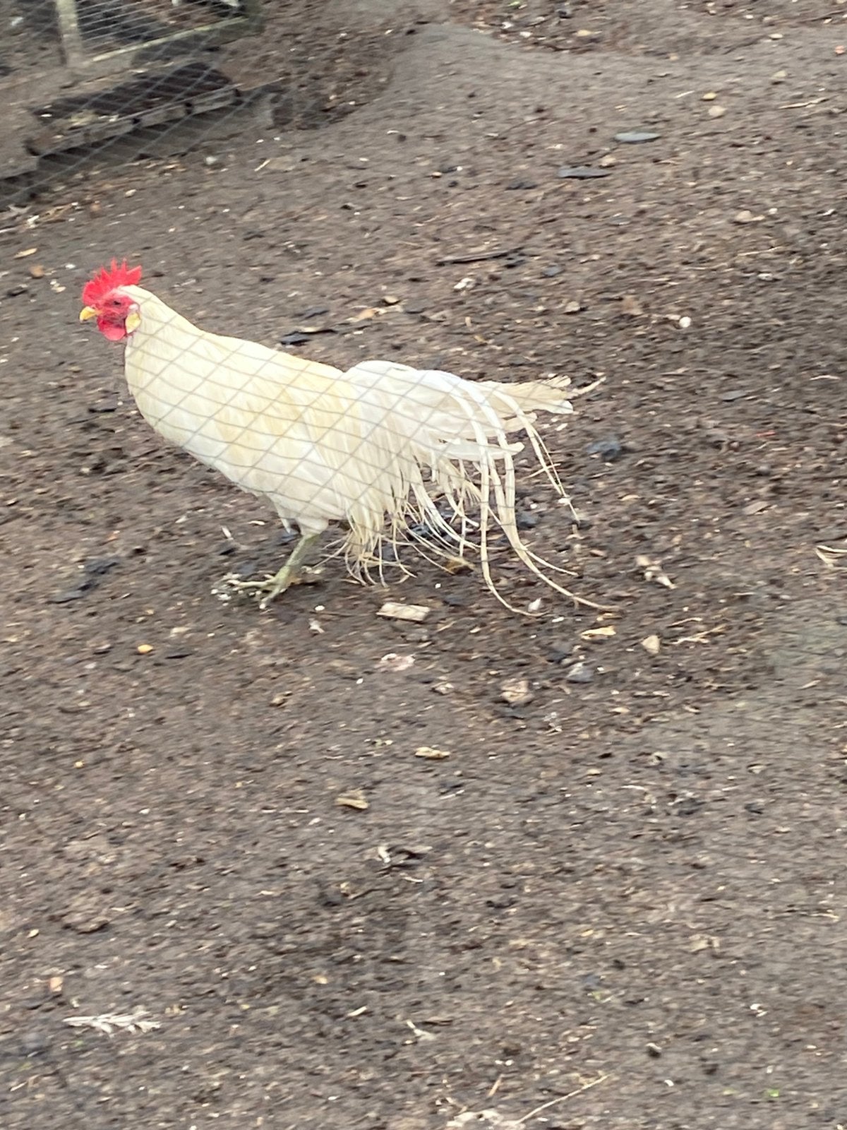 Diverse hanen, Dieren en Toebehoren, Pluimvee, Mannelijk, Kip