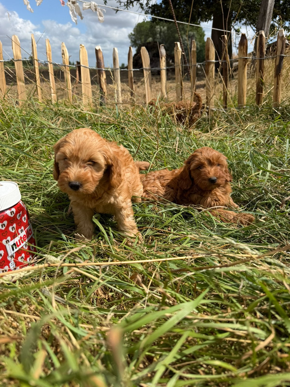 Mooie mini Labradoodle pups!, Maladie de Carré (chiens), Labrador retriever, Plusieurs, Belgique