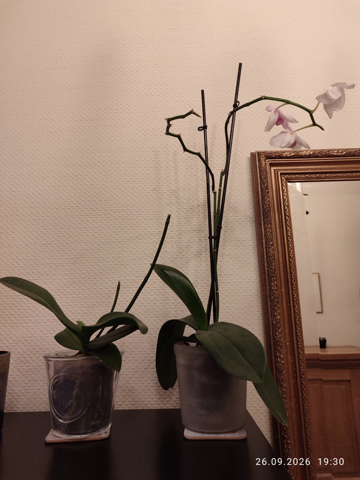 Phalaenopsis orchideeën, Ophalen