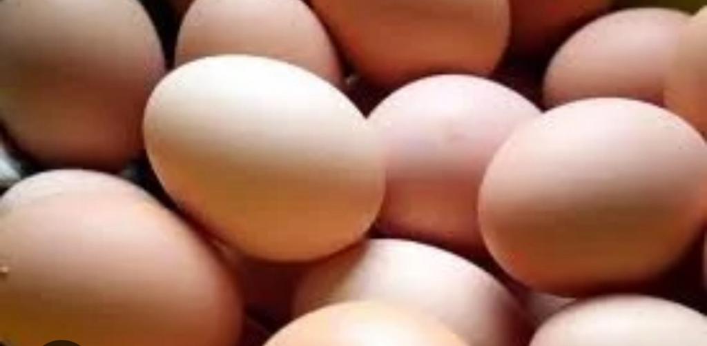Broedeieren brahma groothoender, Geslacht onbekend, Kip