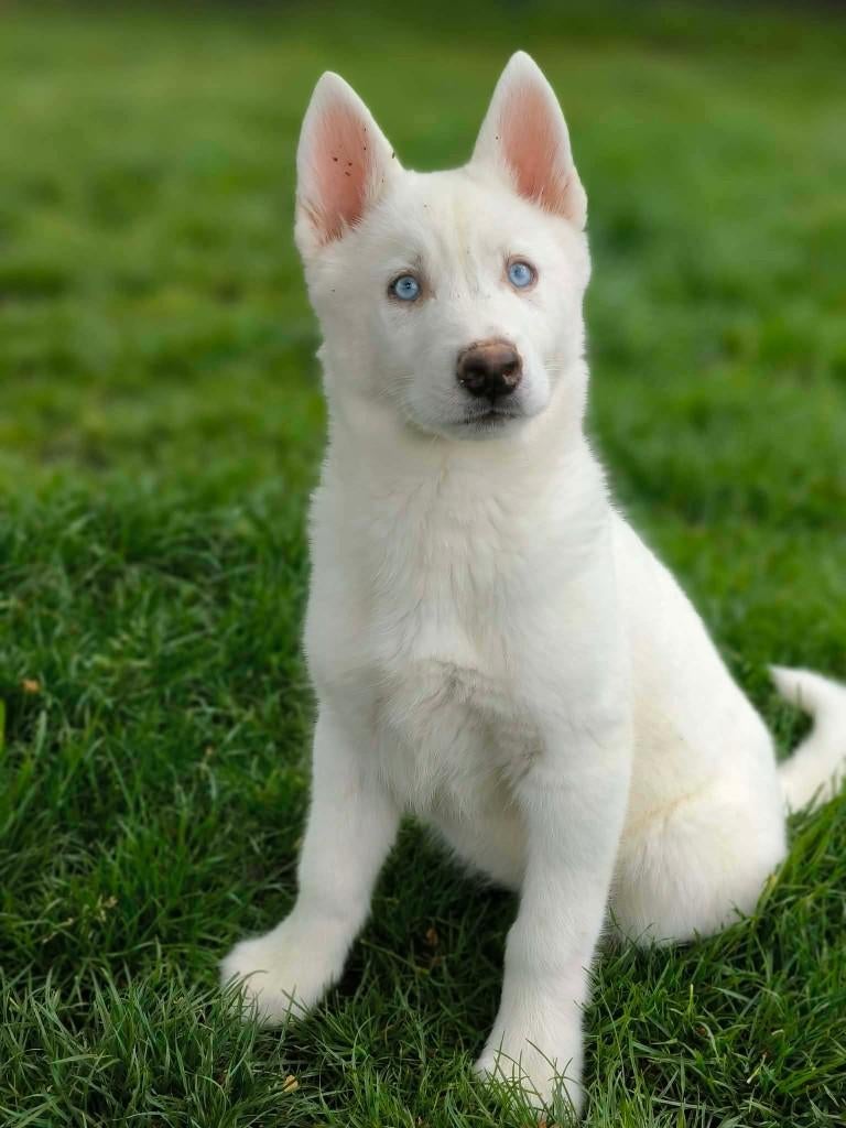 Prachtige belgische husky pups beschikbaar!!, Parvo, België, 8 tot 15 weken, Poolhond