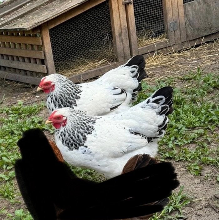 kip / kippen, Dieren en Toebehoren, Pluimvee, Kip