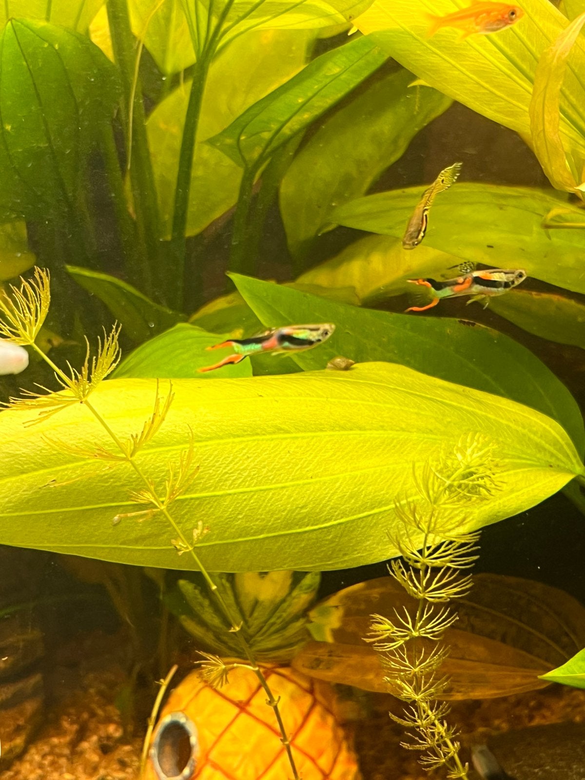 Guppies, Dieren en Toebehoren, Vis, Zoetwatervis, Schoolvis