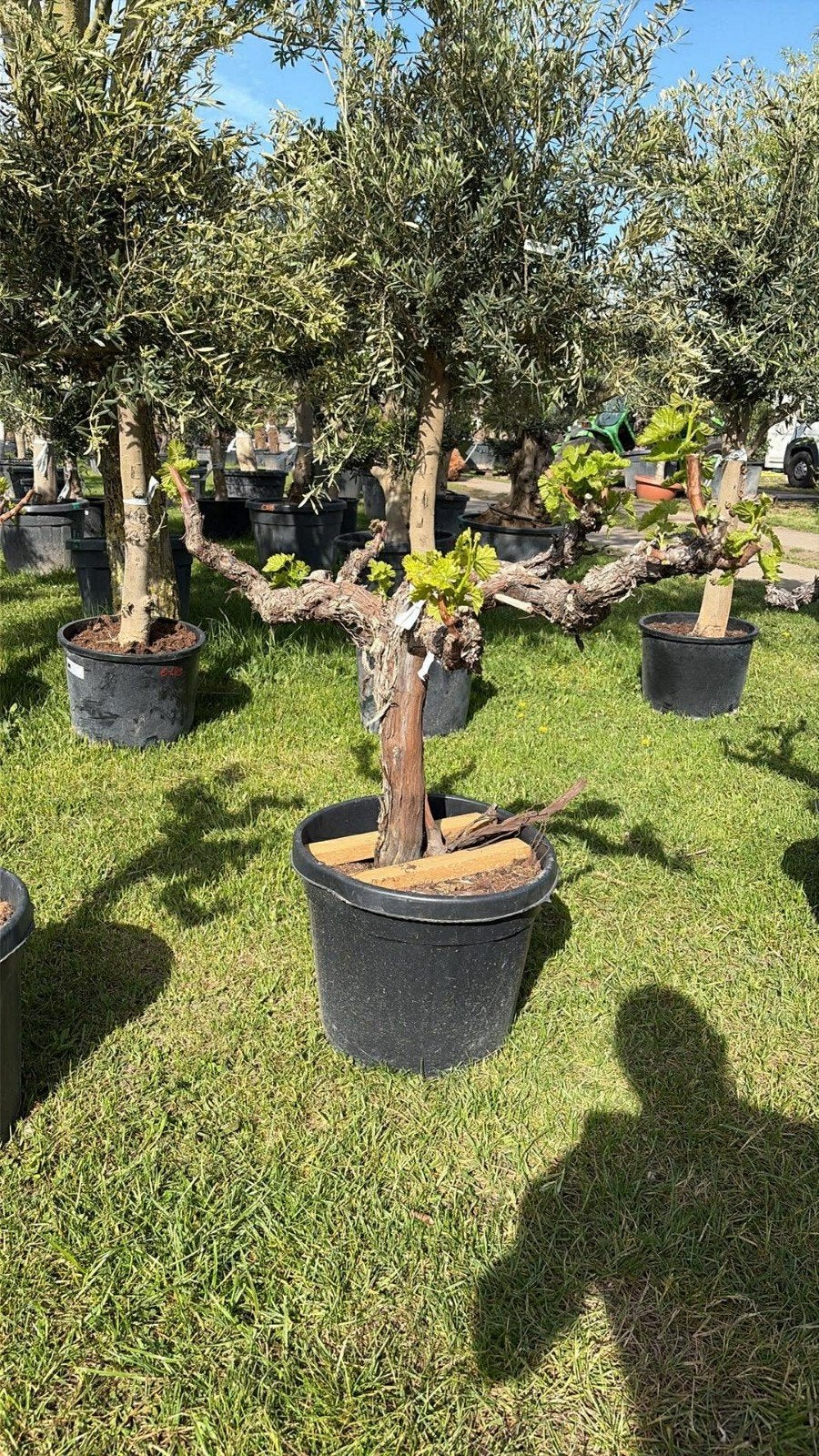 ‼️druivelaars rechtstreekse import spanje ‼️, Tuin en Terras, Ophalen