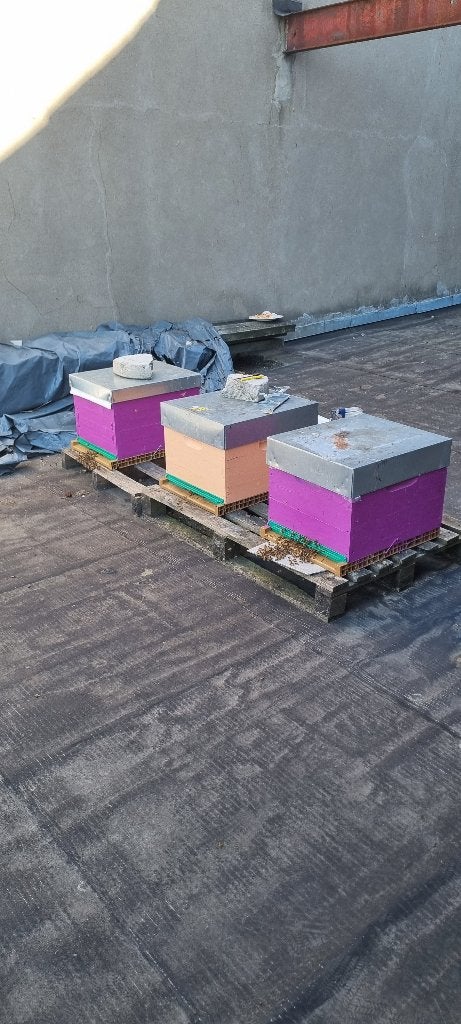 Colonie d'abeilles buckfast, Animaux & Accessoires, Animaux Autre, Juin