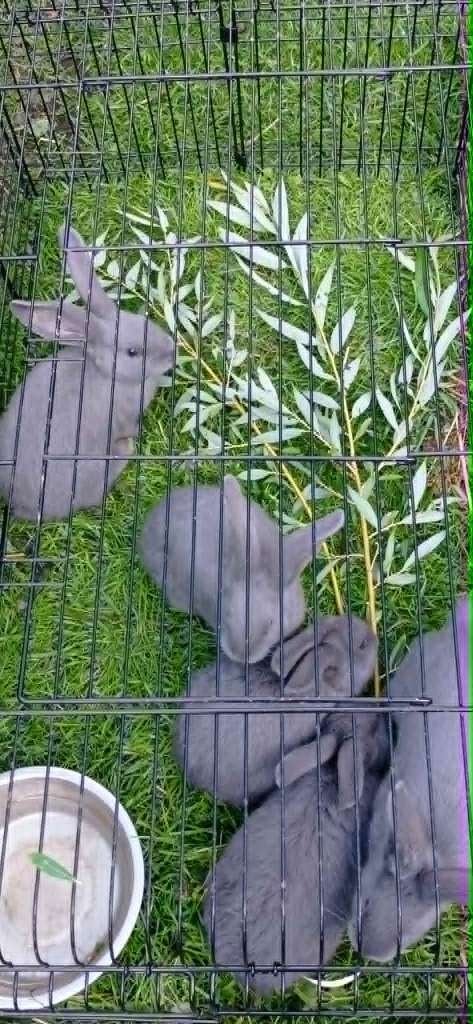 blauwe vlaamse reuzen, Mâle, Grand, 0 à 2 ans