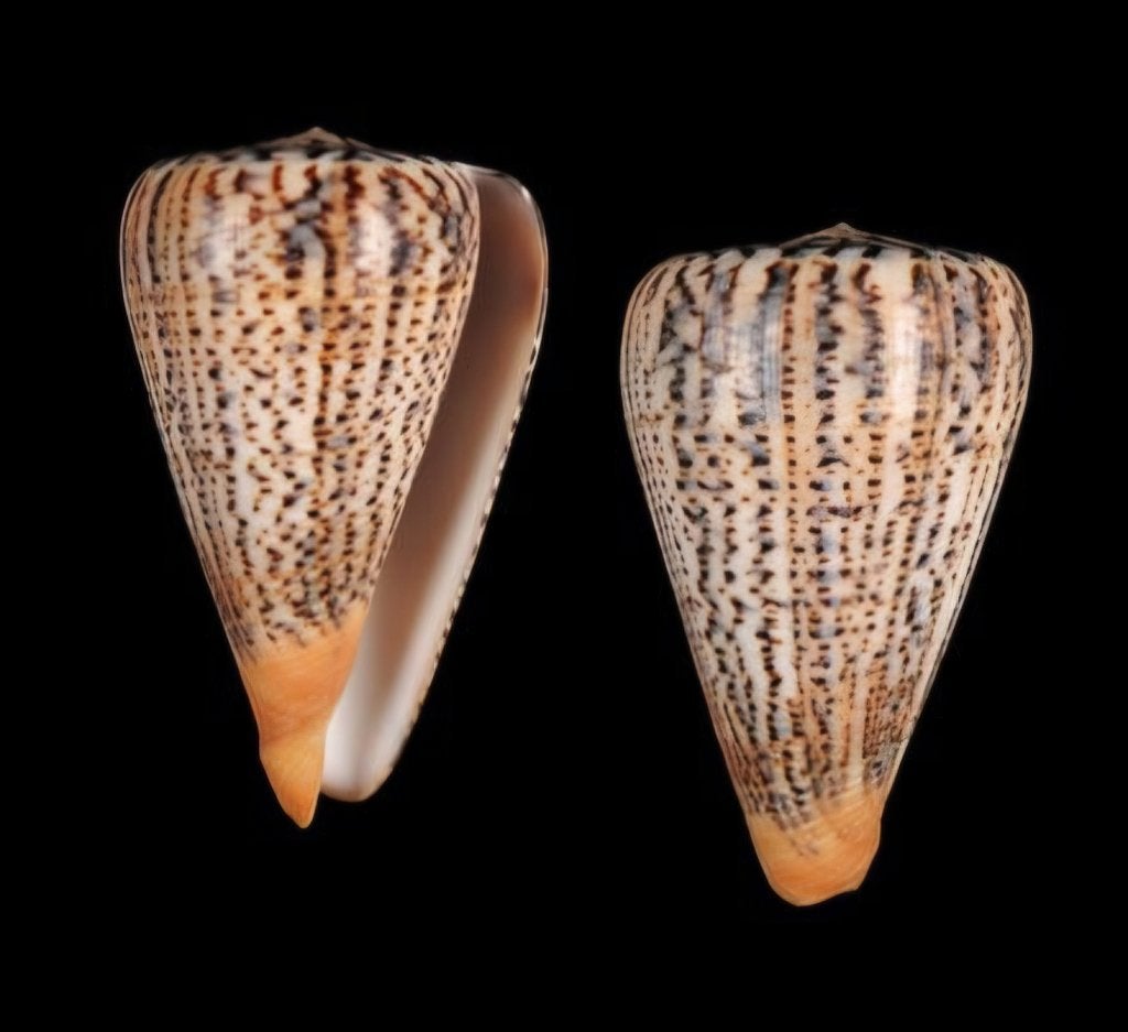 Dendroconus suratensis 100,3 mm. Cône en état F+, Collections, Collections Animaux, Enlèvement ou Envoi, Comme neuf, Autres, Autres types