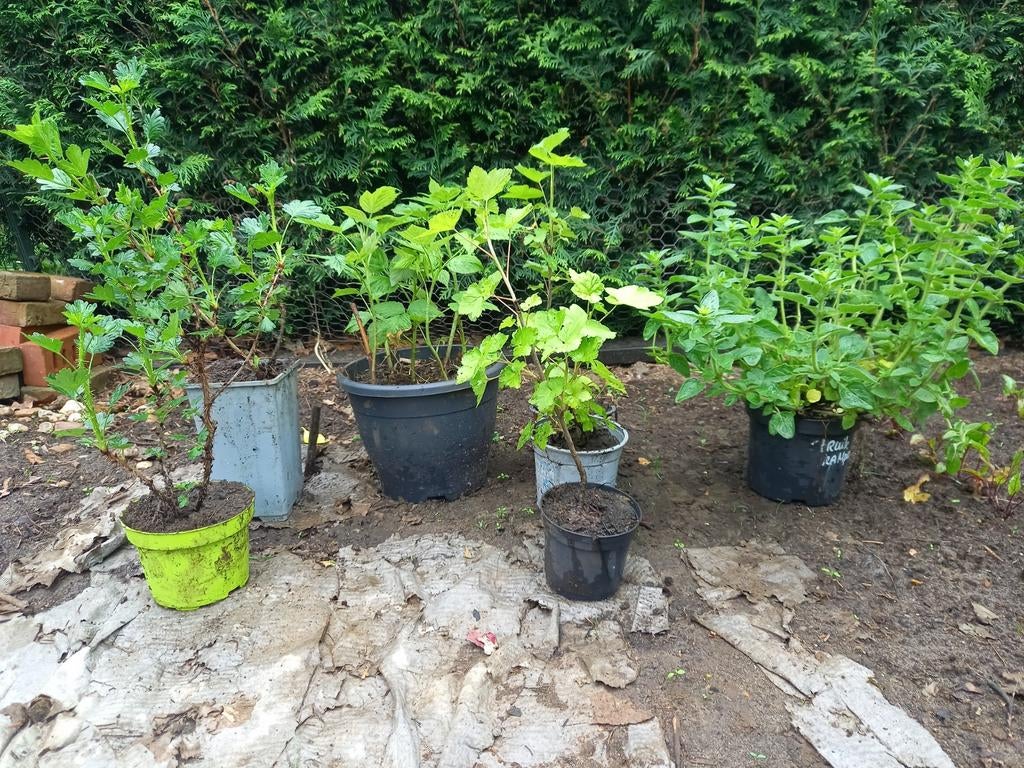Rode bessen, kruisbes/kroensel, frambozen en oregano, Tuin en Terras, Ophalen