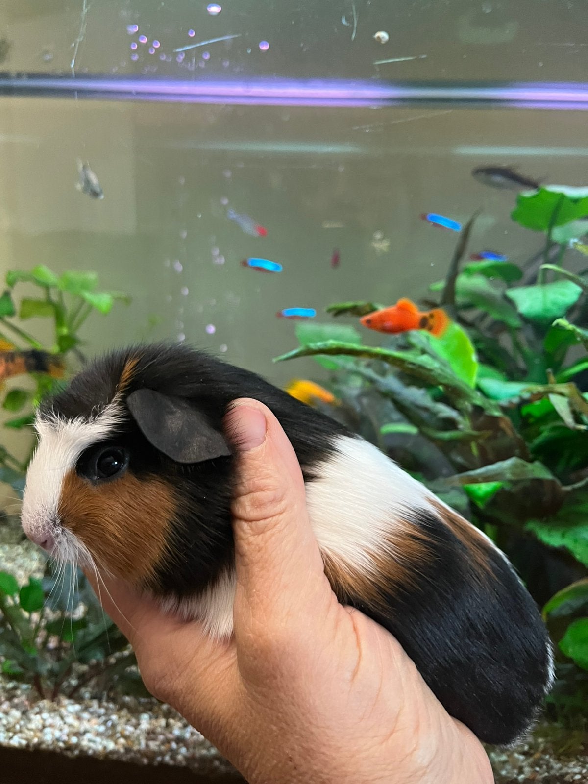 Cavia, Dieren en Toebehoren, Juli, Mannelijk, Cavia