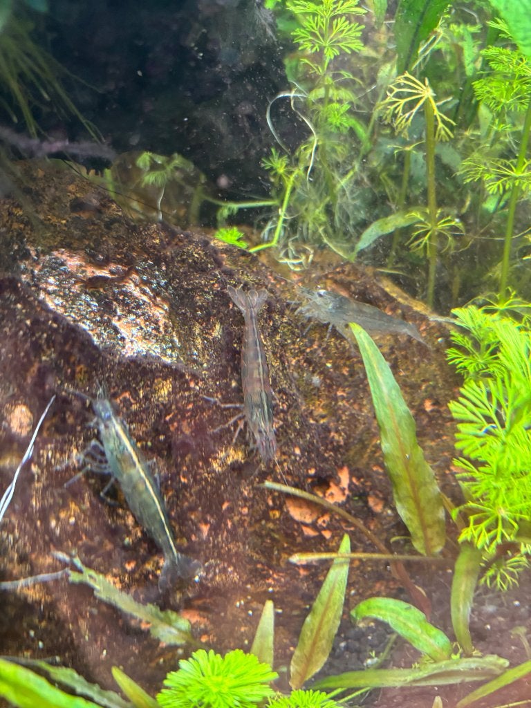 Juwel Aquarium 200L + kast en toebehoren, Aquarium d'eau douce rempli, Enlèvement, Juwel, Plantes incluses