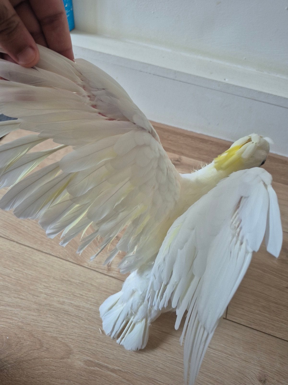 Middel geelkuifkaketoe, Dieren en Toebehoren, Geringd