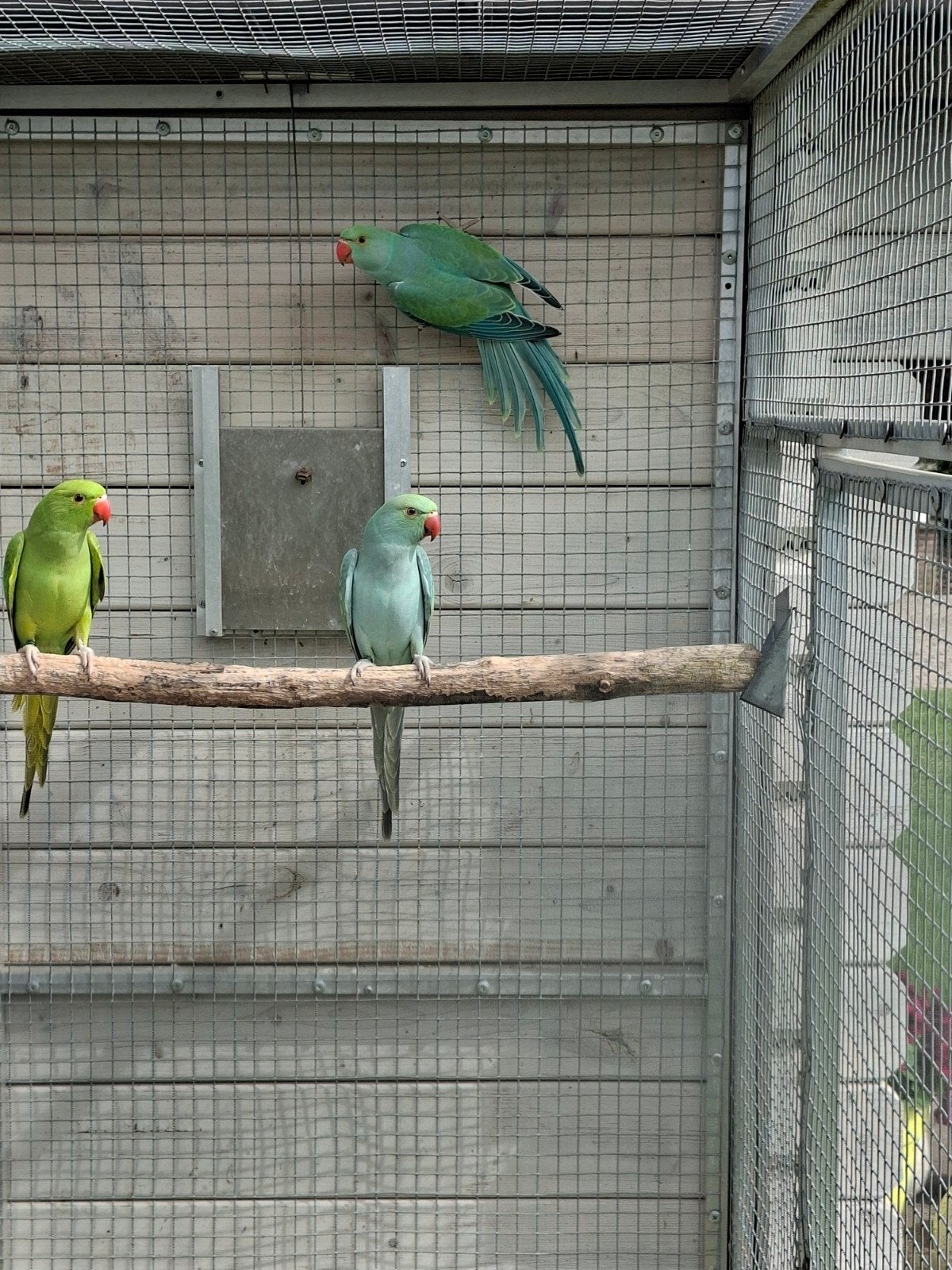 Halsbandparkieten, Sexe inconnu, Perruche, Bagué