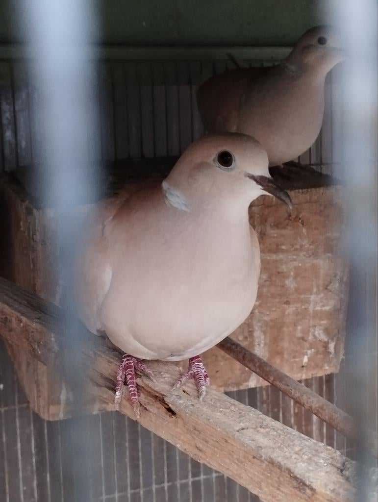 Koppel lachduifjes, Dieren en Toebehoren, Vogels | Duiven