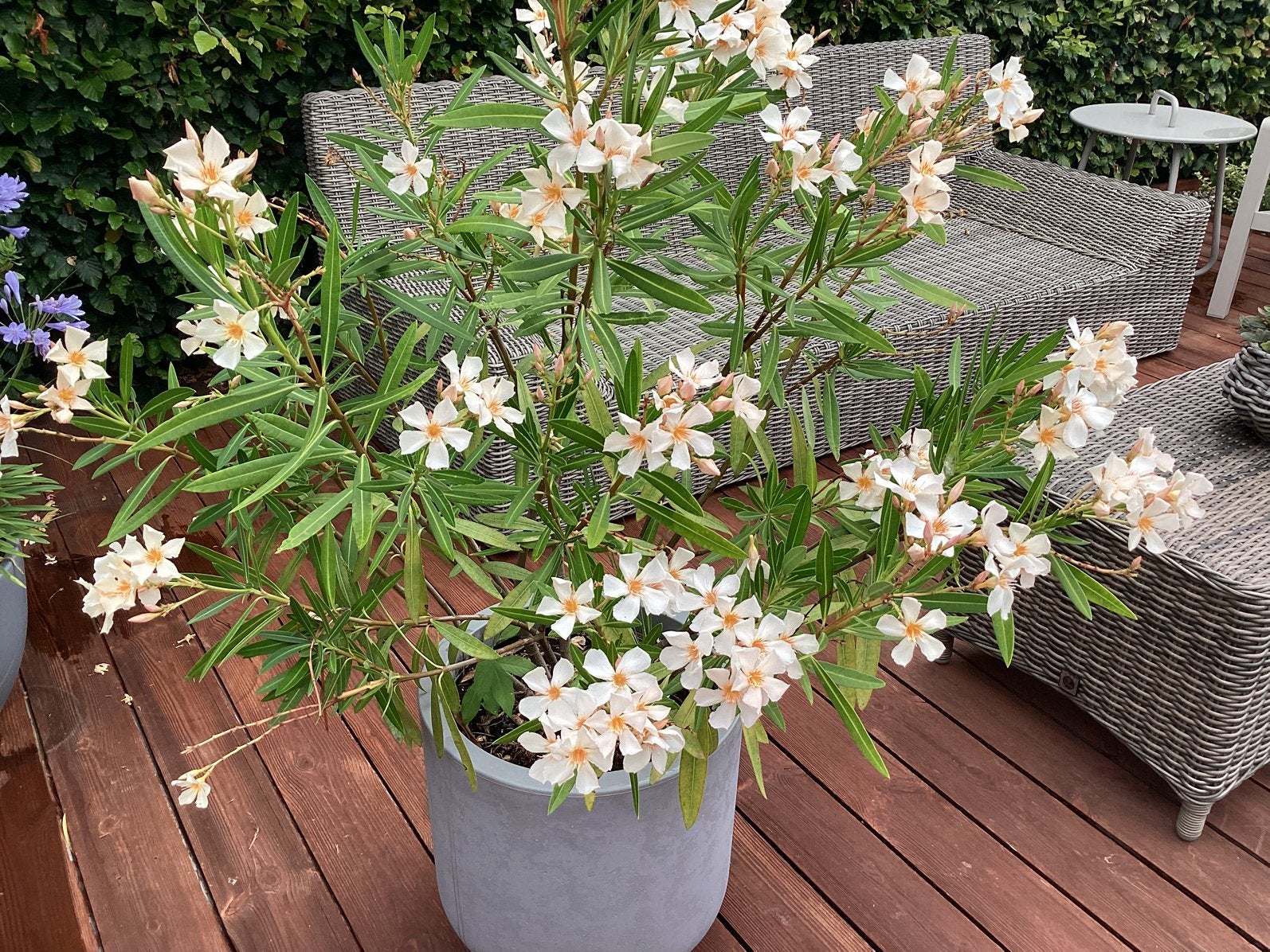 Oleander (zonder pot), Volle zon, Vaste plant, Zomer, Ophalen