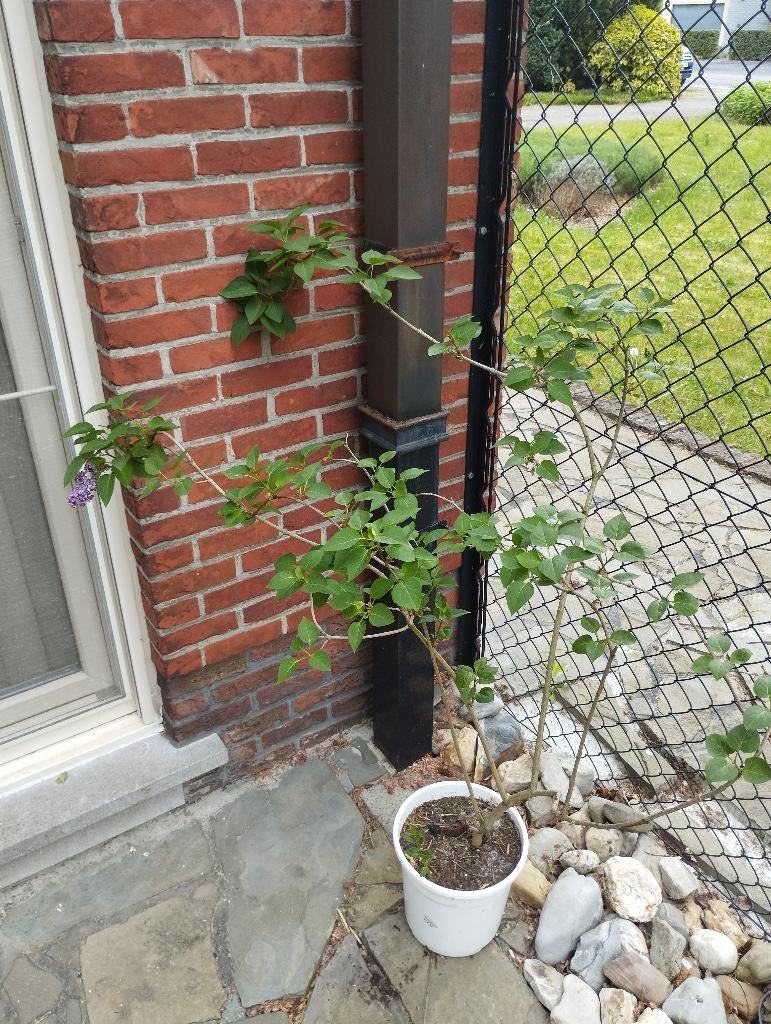 Donker paarse sering in pot, Volle zon, Vaste plant, Lente, Ophalen
