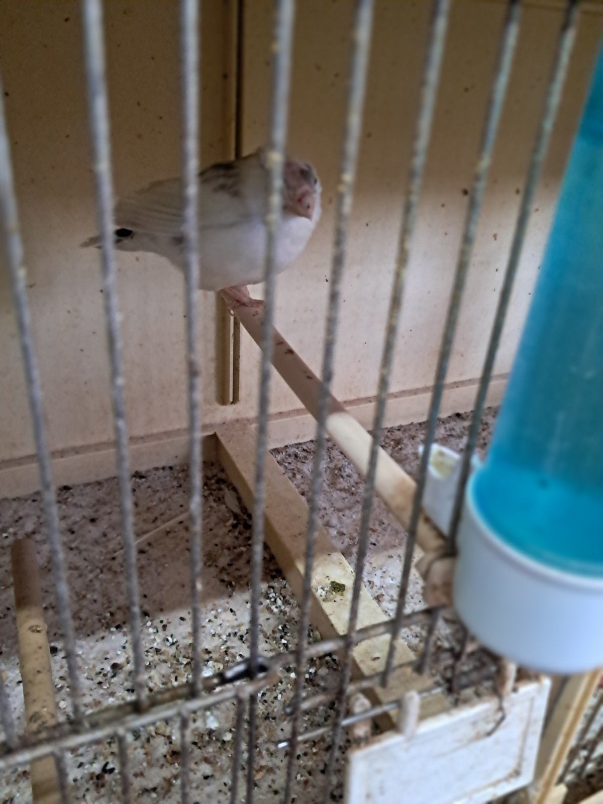 Goudvinken, Dieren en Toebehoren, Vogels | Overige Vogels