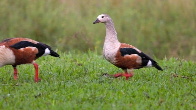Orrinocogans, Femelle, Oie ou Cygne