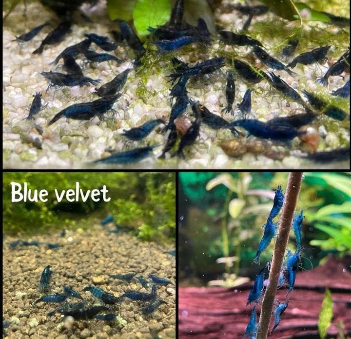 Neo caridina garnalen (blauw + rood), Dieren en Toebehoren, Kreeft, Krab of Garnaal, Zoetwatervis, Schoolvis