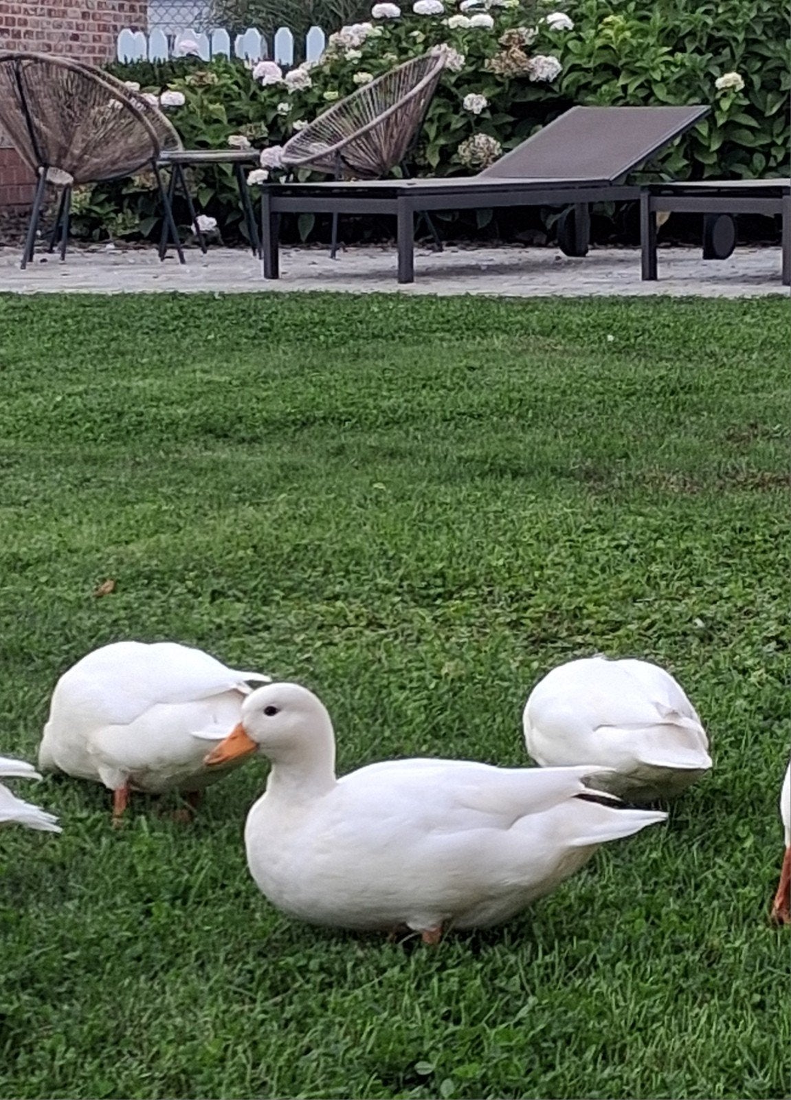 Hollandse kwakers, Animaux & Accessoires, Canard