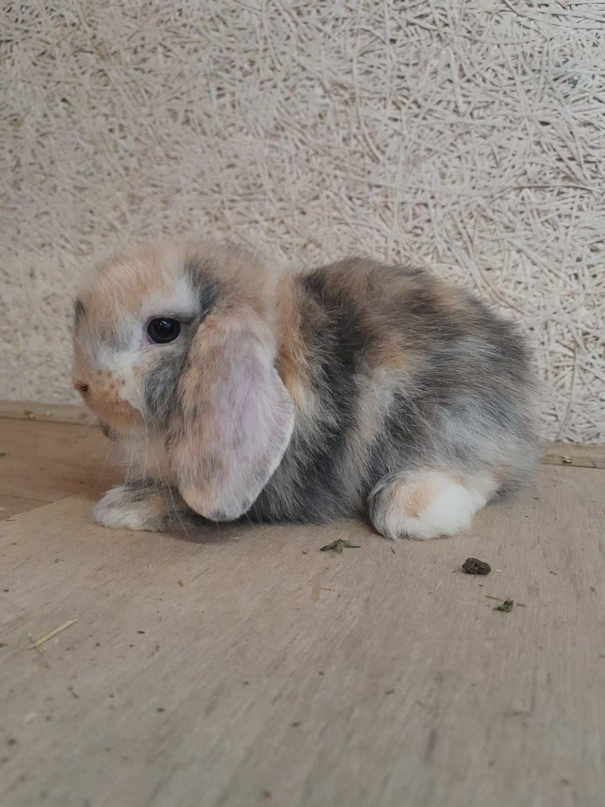 Minilop rammetjes, Dieren en Toebehoren, Konijnen, Dwerg, Mannelijk, 0 tot 2 jaar, Hangoor