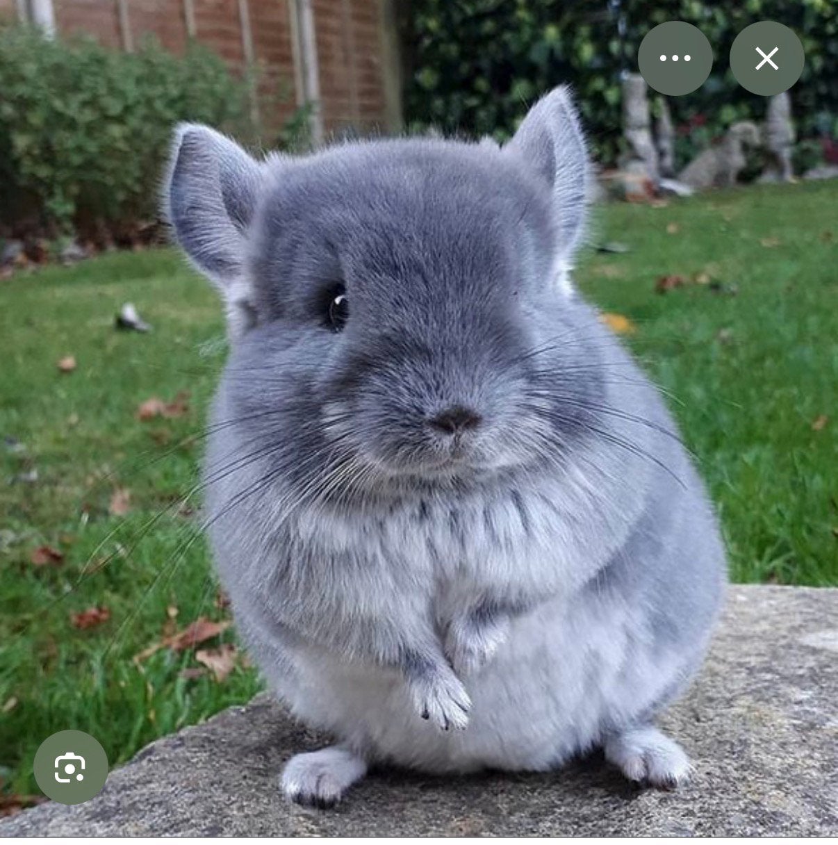 Chinchilla, Sexe inconnu, Petit, 0 à 2 ans