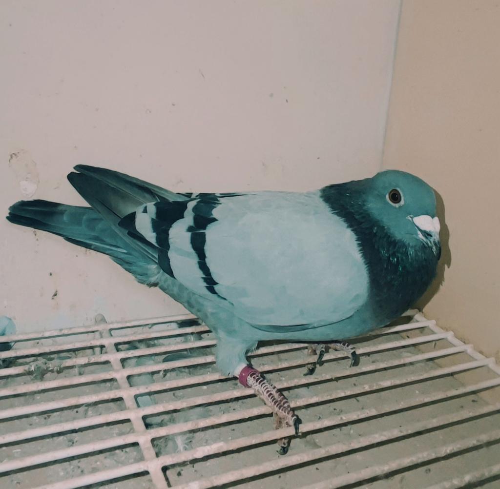 postduiven, Dieren en Toebehoren, Vogels | Duiven, Postduif