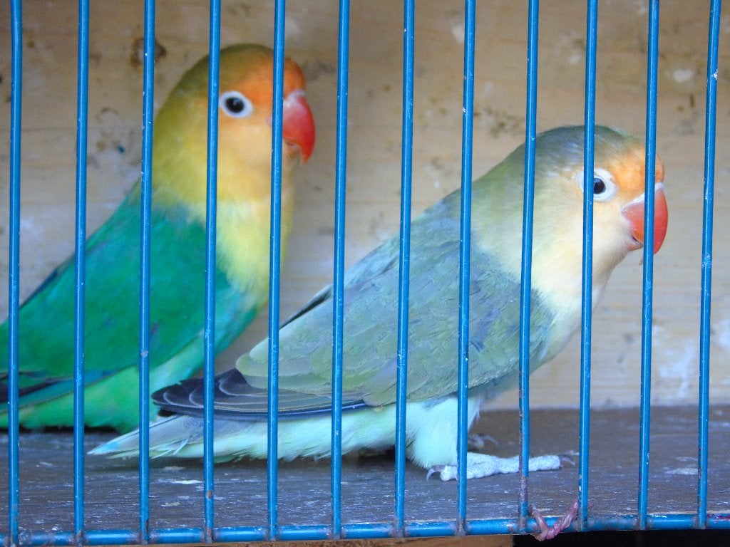 agapornis, Dieren en Toebehoren, Meerdere dieren, Dwergpapegaai of Agapornis, Geringd