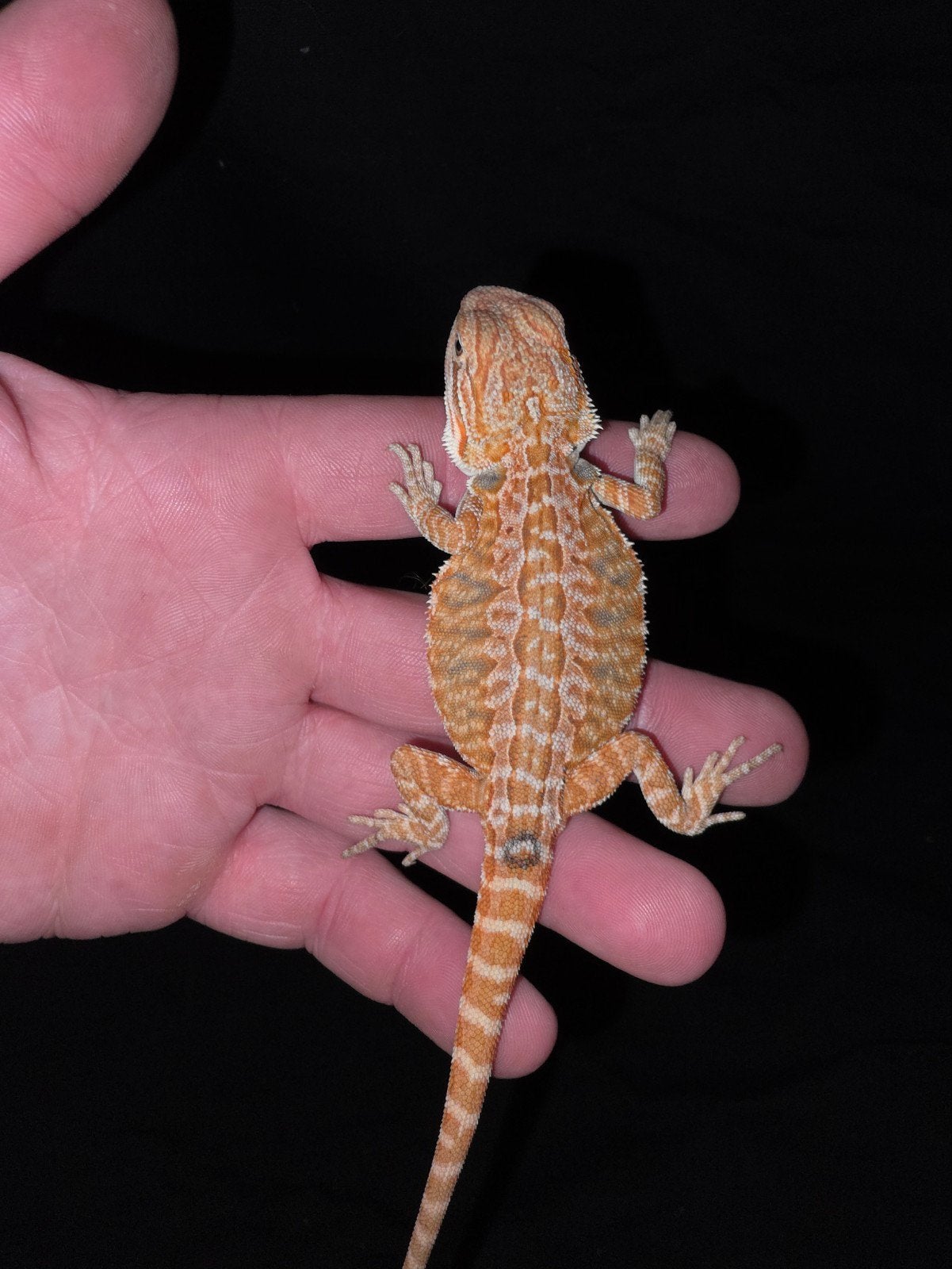 mooi orange hypo baardagaam-vrouwtje, Dieren en Toebehoren, Hagedis, Tam, 0 tot 2 jaar