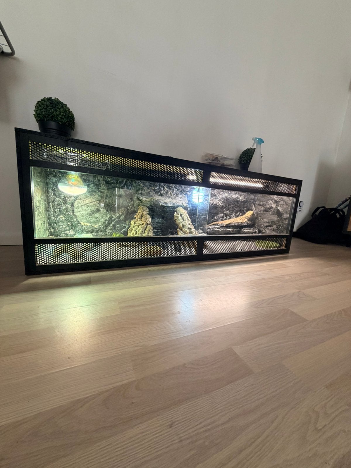 Baardagaam, volledig ingericht terrarium en alle toebehoren, Enlèvement, Utilisé, Terrarium ou Paludarium