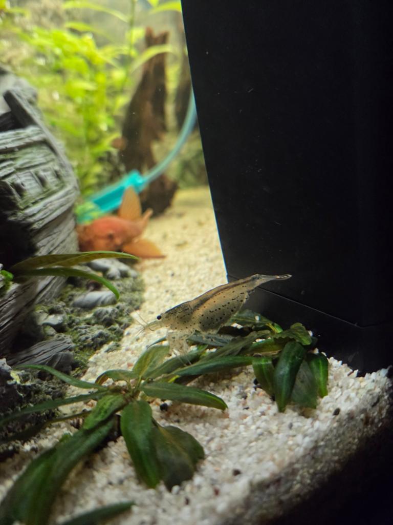 2 japonica garnalen, tiental wildkleur garnalen en algeneter, Dieren en Toebehoren