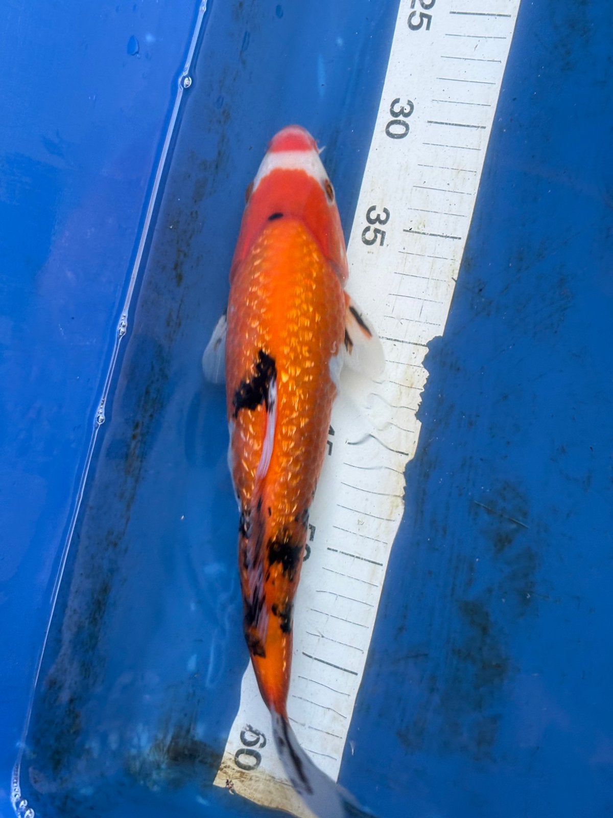 3 japanse koi (100 euro samen), Dieren en Toebehoren
