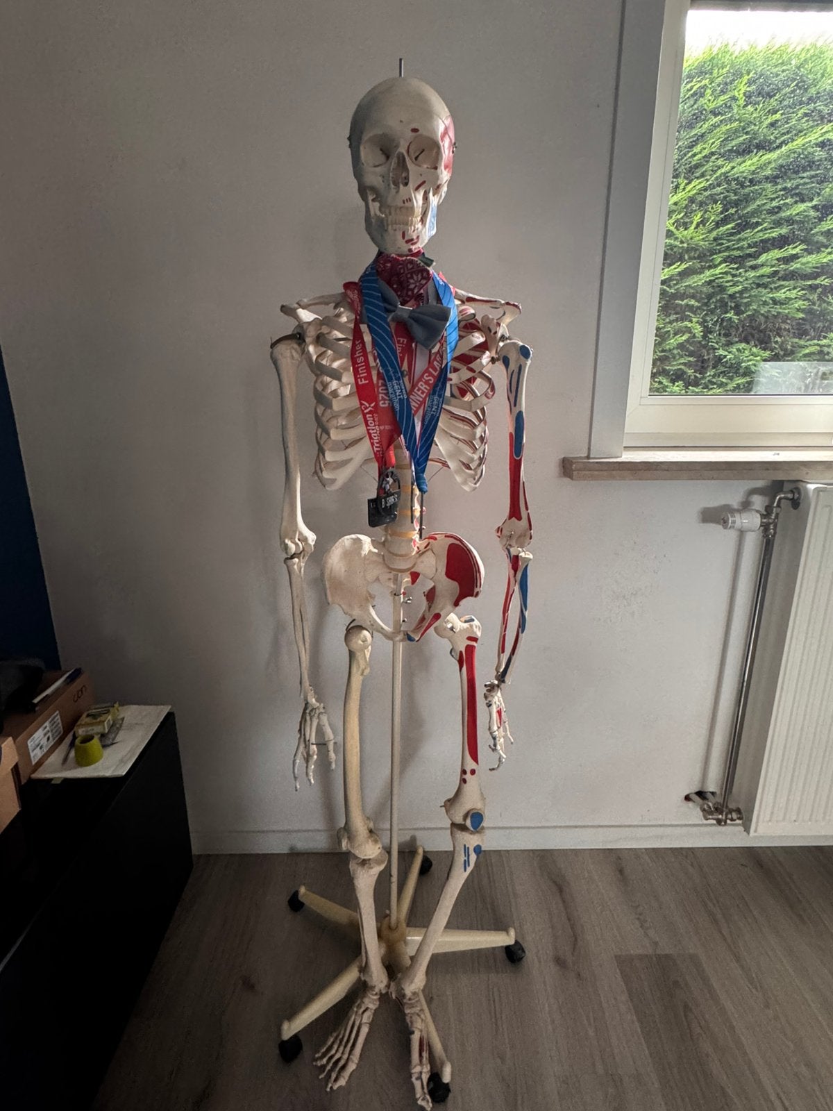 Anatomisch skelet 3B Scientific model Max, Ophalen, Zo goed als nieuw, Hoger Onderwijs