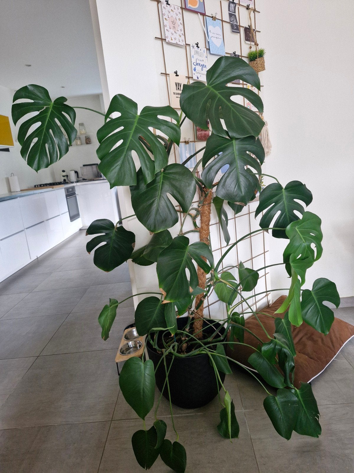 Monstera, Huis en Inrichting, Kamerplanten, Ophalen, Overige soorten
