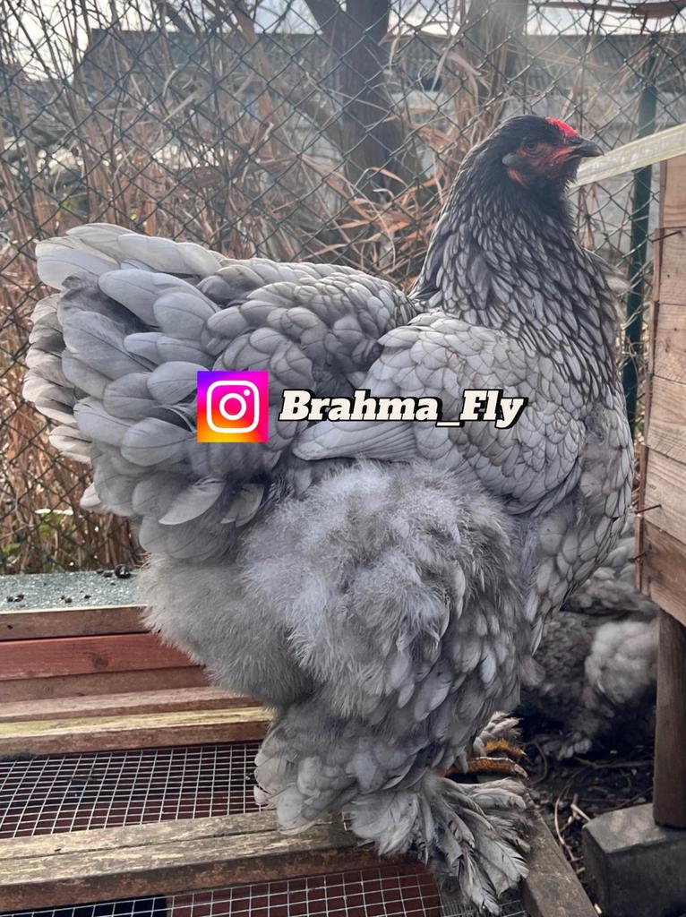 Brahma GROOTHOENDER blauw broedeieren, Dieren en Toebehoren, Pluimvee, Geslacht onbekend, Kip