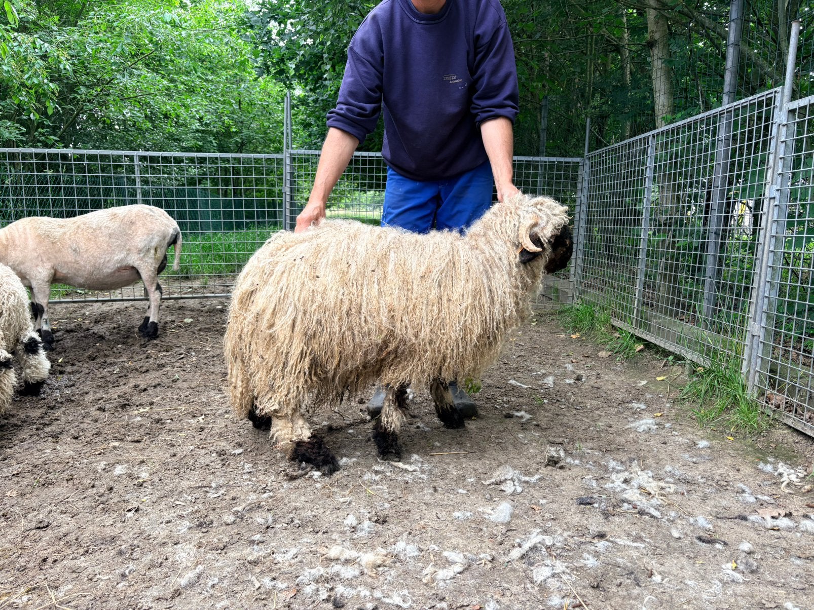 Walliser Schwarznase - ooitje - 19/11/2025, Dieren en Toebehoren, Vrouwelijk, Schaap, 0 tot 2 jaar