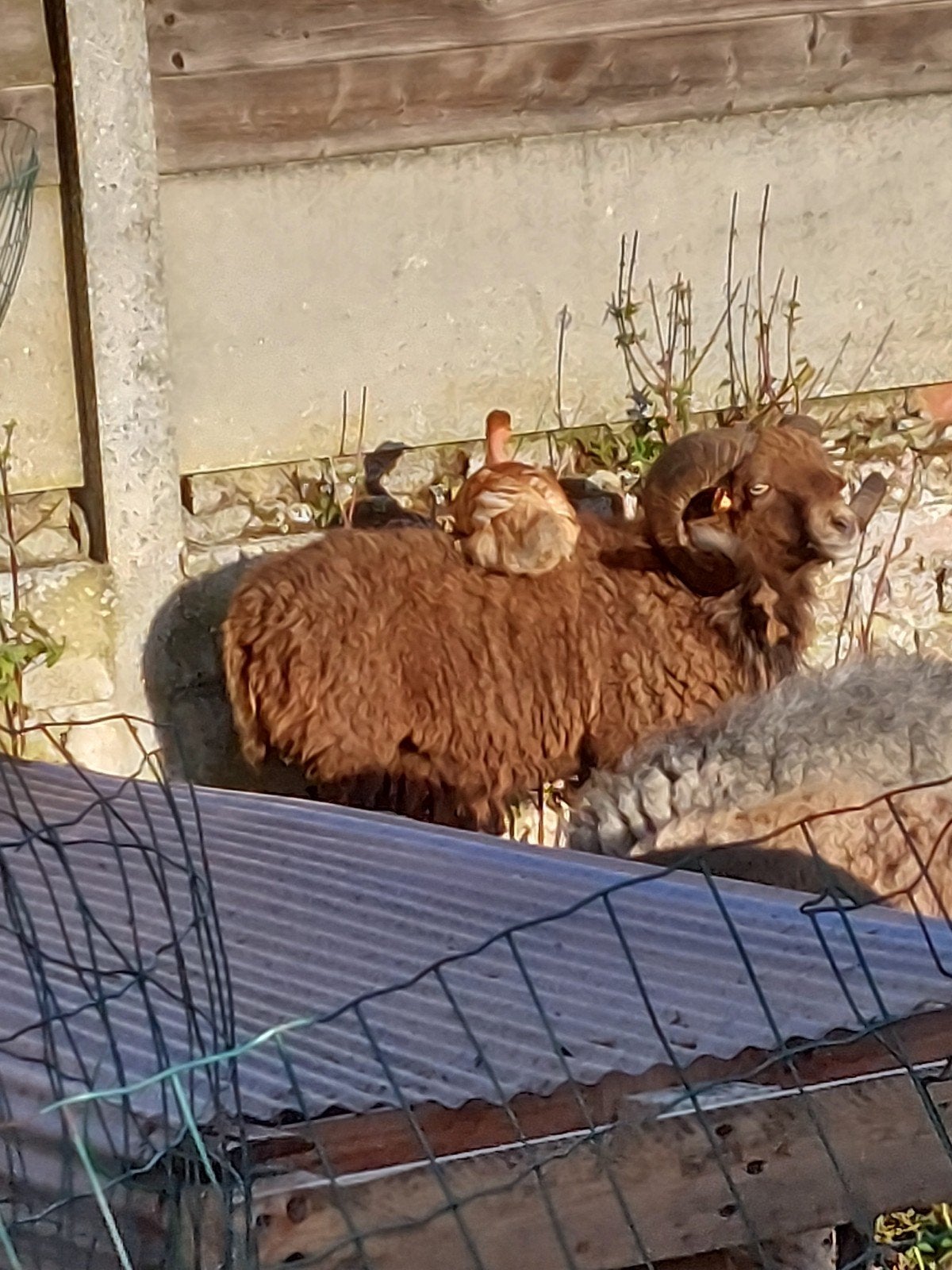 ouessant ram te koop, Dieren en Toebehoren, Schapen, Geiten en Varkens, Mannelijk, Schaap, 3 tot 5 jaar