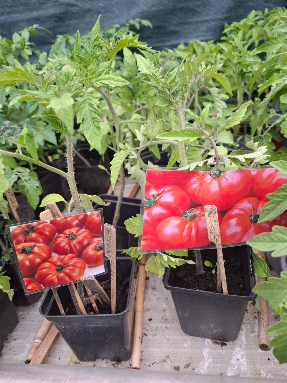 Groenteplanten zonder pesticiden 1€/plant, Tuin en Terras, Planten | Tuinplanten, Ophalen