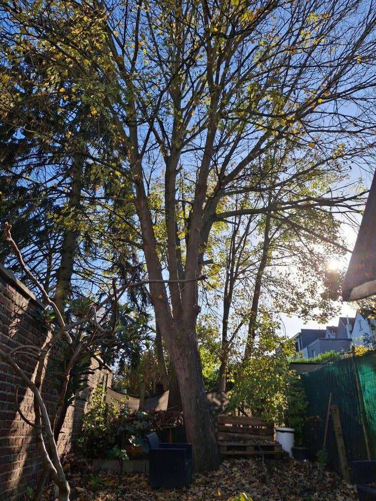 Services de Jardinage, Jardin & Terrasse