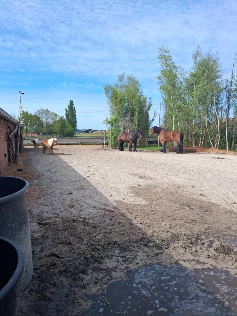 Gezocht paard voor bosritjes, Dieren en Toebehoren