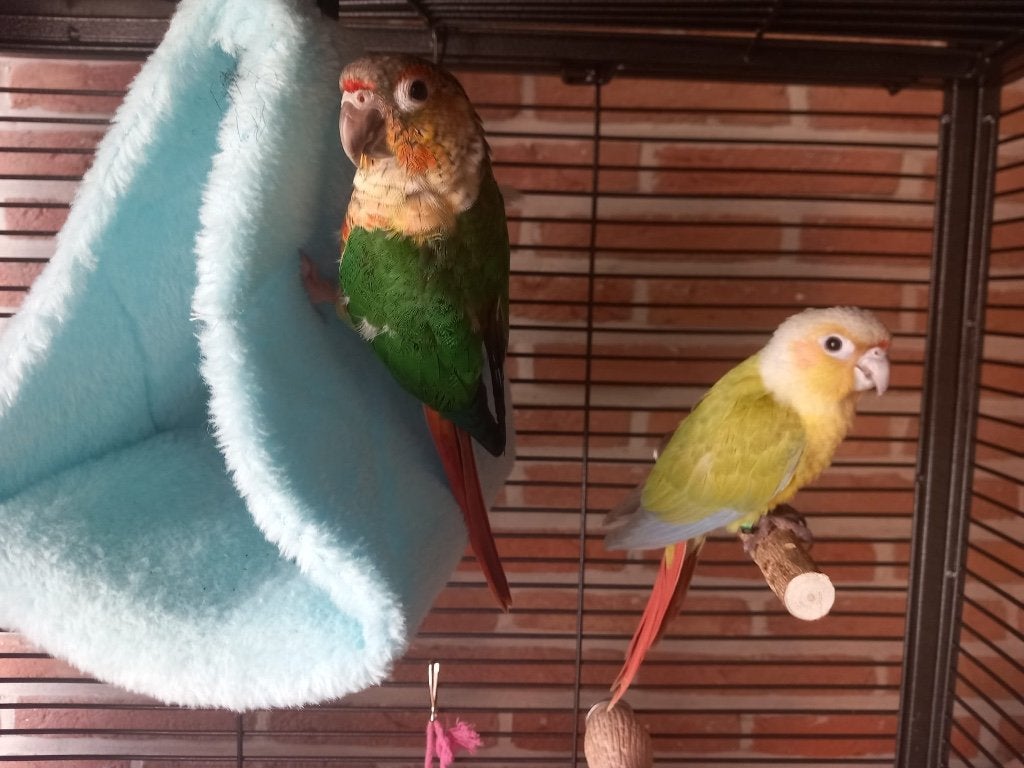 Tamme pyrrhura’s, Dieren en Toebehoren, Vogels | Parkieten en Papegaaien, Meerdere dieren, Parkiet, Tam
