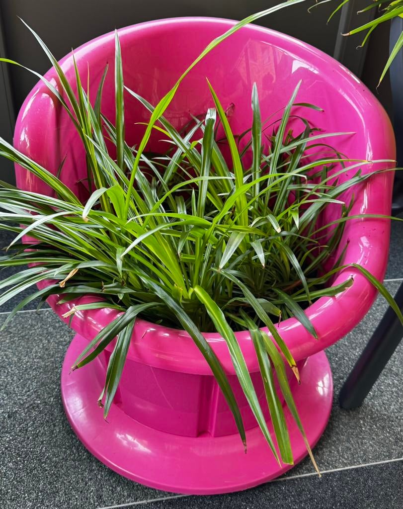 Plante, Jardin & Terrasse, Plantes | Jardin, Enlèvement, Herbes