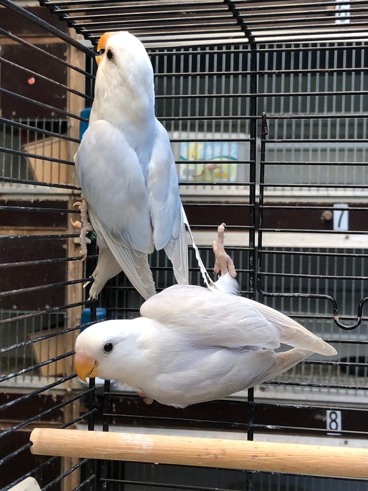 Pallid opalin  dwergpapegaai, Domestique