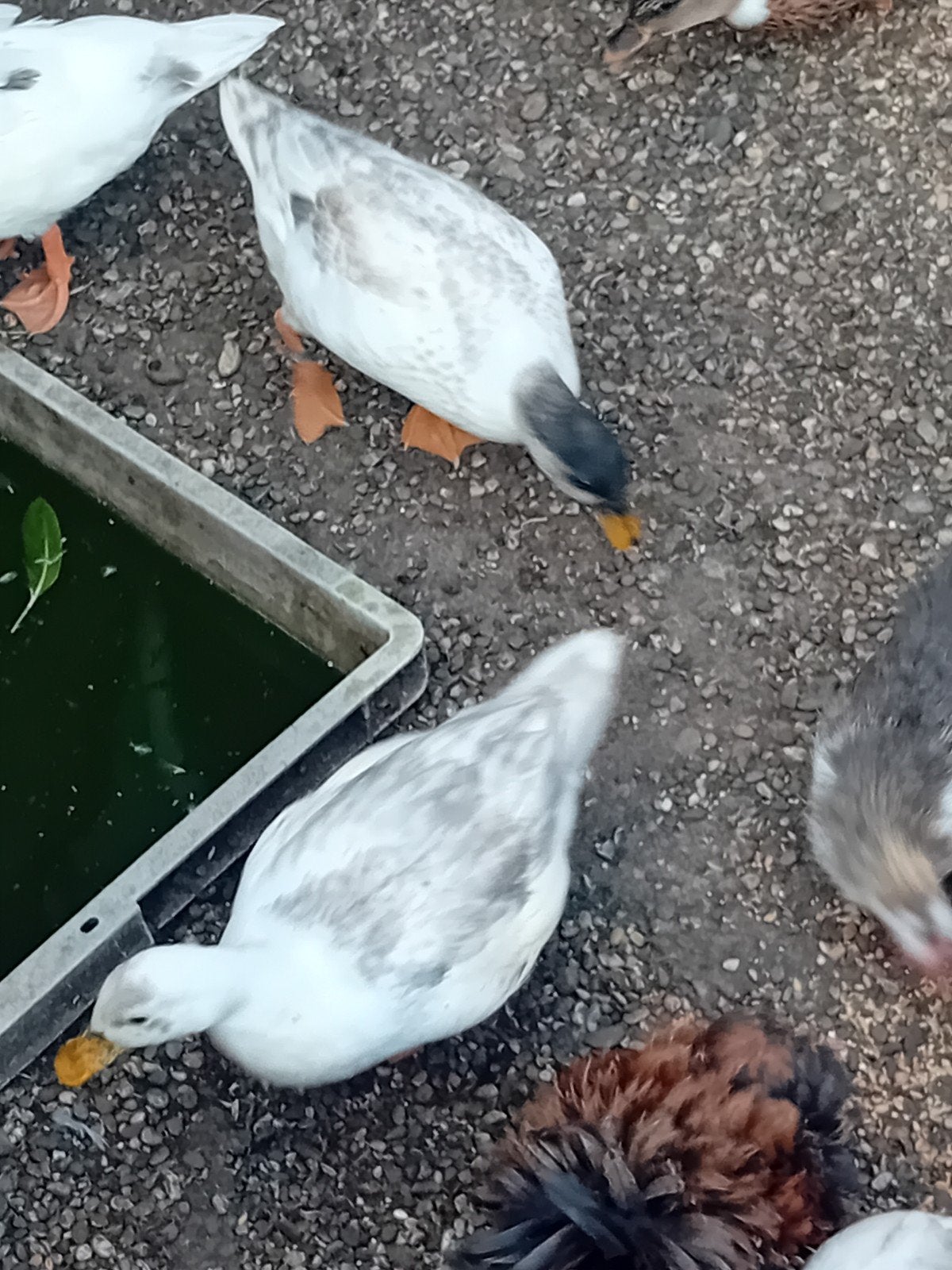 Trio hollandse kwakers van 2026, Dieren en Toebehoren, Meerdere dieren, Eend