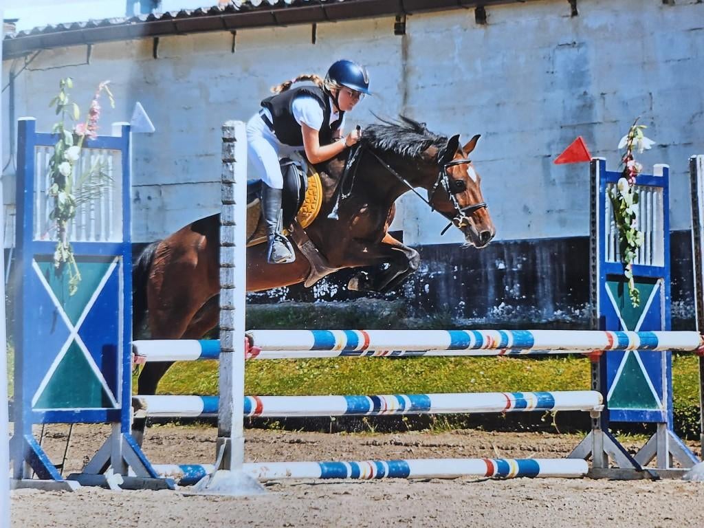 Echte leerpony, Dieren en Toebehoren, Merrie, Met stamboom