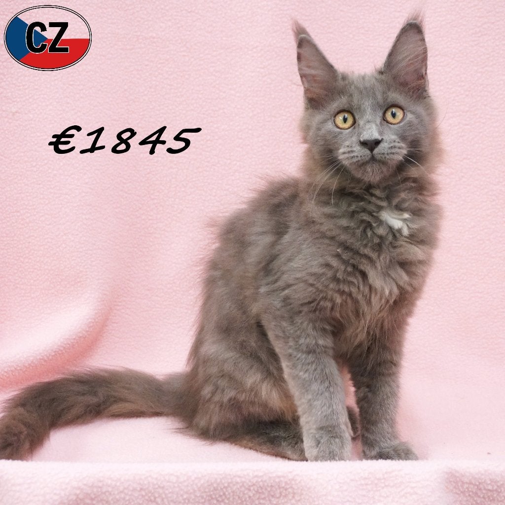 Maine Coon, chatons à vendre, Plusieurs animaux, Vermifugé, 0 à 2 ans