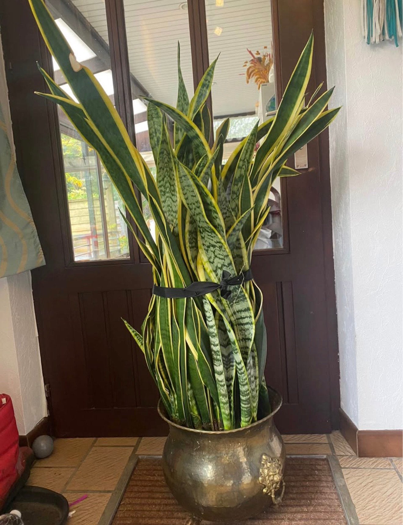 Kamerplant te koop, Ophalen