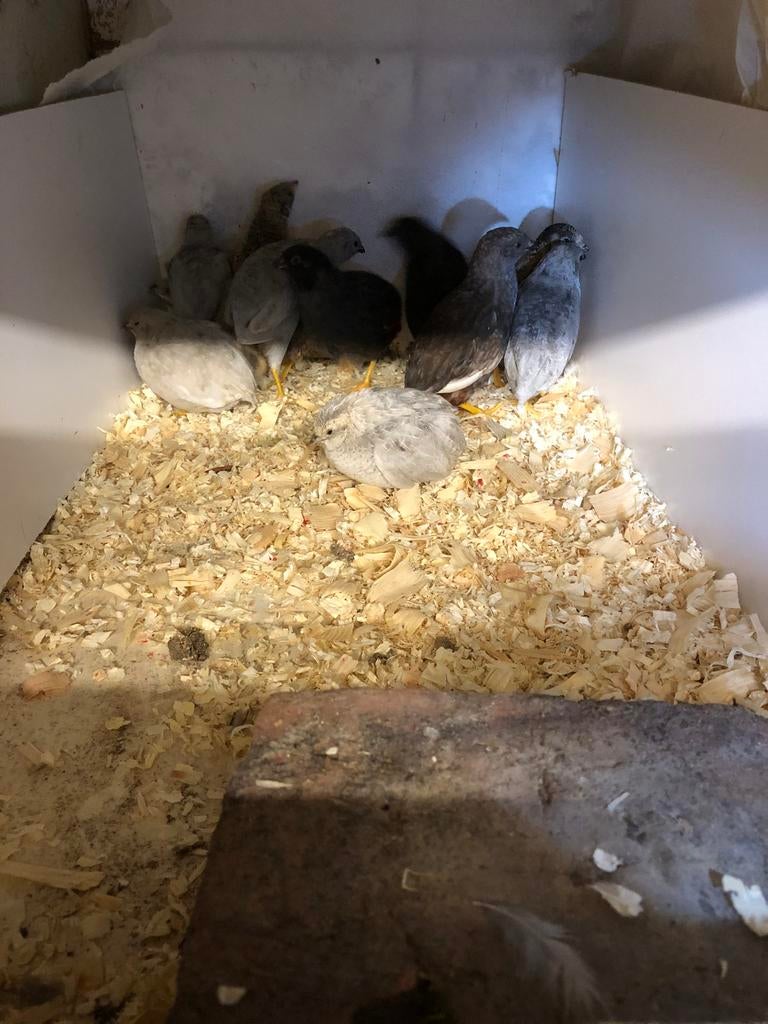 Chinese dwergkwartel, Dieren en Toebehoren, Vogels | Duiven