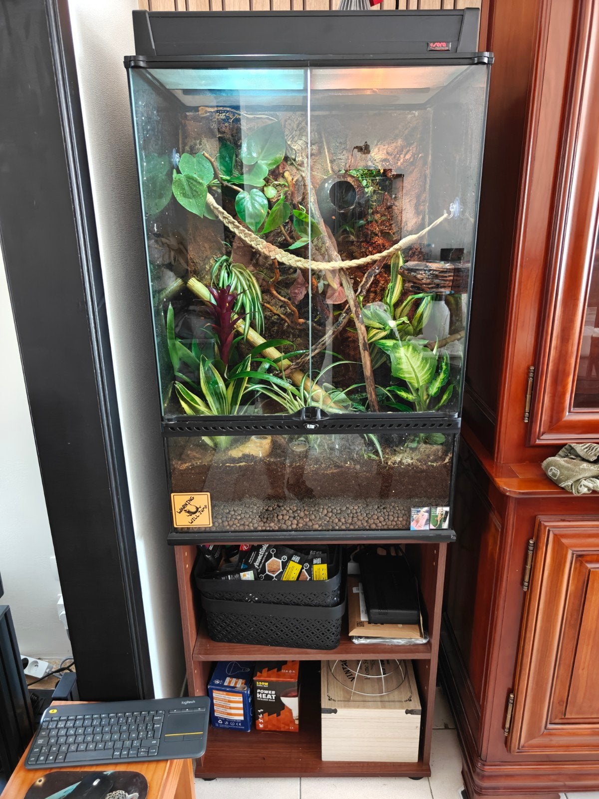 Wimpergecko bewezen koppel 1 man en 2 vrouwtjes met terrariu, Ophalen, Zo goed als nieuw, Terrarium of Paludarium