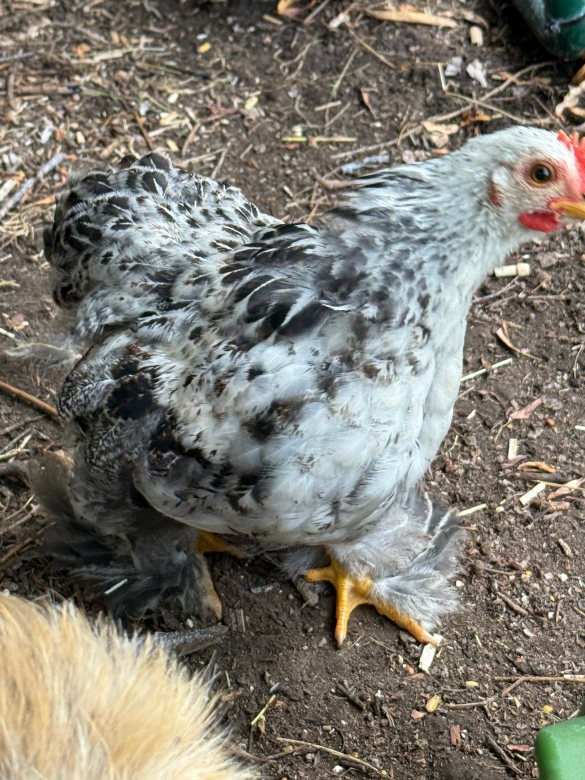 Jeunes coqs Pékins (pma) & (gris coucou), Mâle, Poule ou poulet