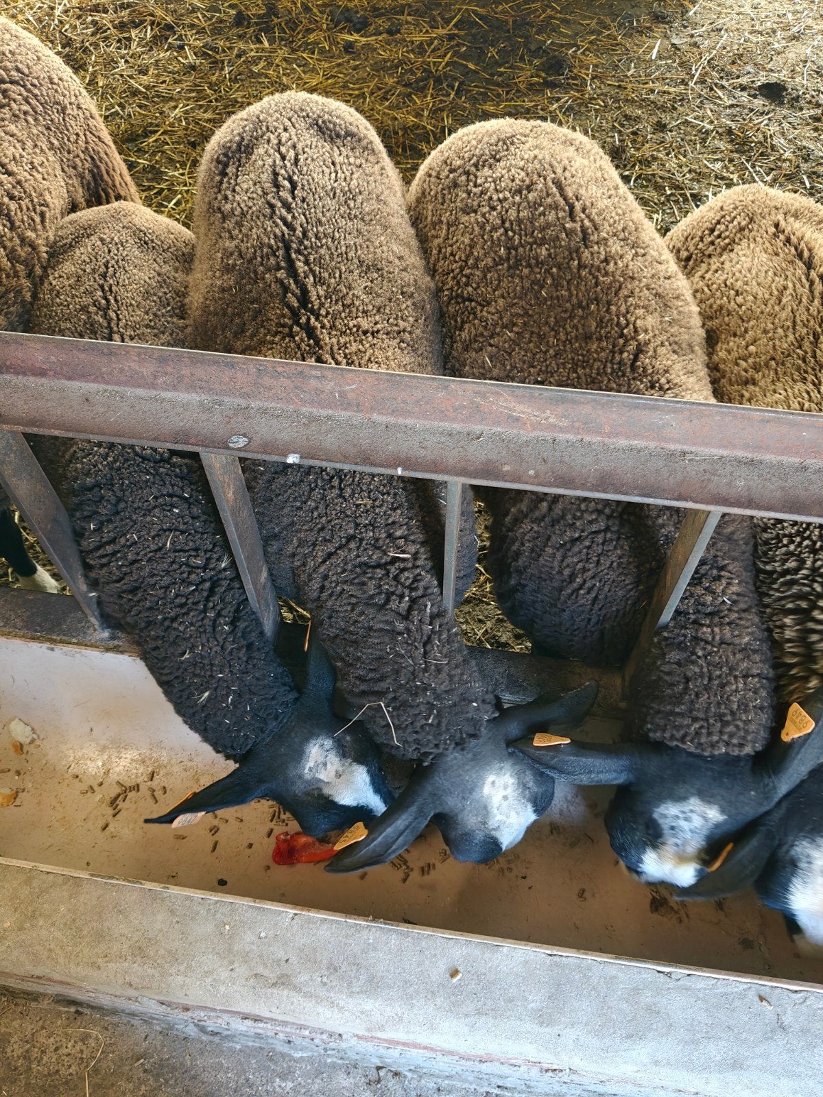 Zwartbles rammen schapen